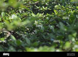 Image result for Combretum schumannii