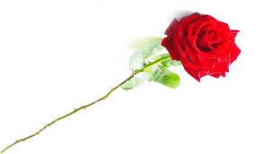 Cara menggambar bunga mawar merah berduri indahhhhh youtube. Mawar Berduri Yang Indah Magnet Motivasi