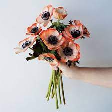 Coral Enhanced Anemone Fiftyflowers Com Anemone Flower Purple Flowers Pretty Flowers