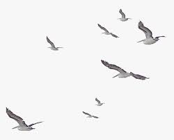 10,450 free images of flying bird. Watercolor Birds Flock Flying Flight Nature Soar Birds Flying Watercolor Png Transparent Png Kindpng