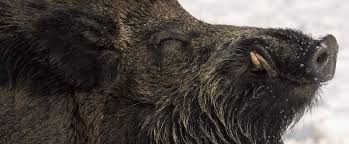 Wildschwein Eckzahne Wildschwein Wilde Tiere Schwein