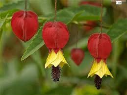 Image result for Abutilon longicuspe