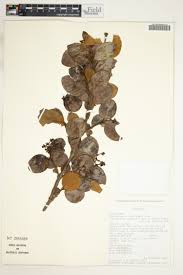 Image result for Garcinia kingaensis