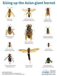Hornets are wasps of the genus vespa, closely related to (and resembling) yellowjackets. What Is A Murder Hornet Smart News Smithsonian Magazine