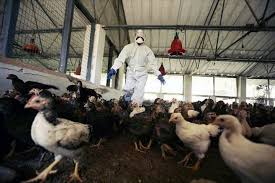La mayoría de las personas que contraen la gripe aviar han estado en contacto cercano con aves infectadas o con superficies que han sido contaminadas por la saliva, mucosas o excrementos de las aves. Detectan Primer Caso De Gripe H10n3 En Humanos Expertos Aseguran Que Riesgo De Infeccion Es Bajo El Espectador