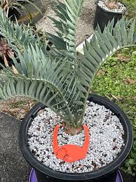Image result for Encephalartos senticosus