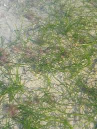 Image result for Zostera capensis