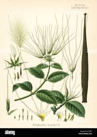 Image result for Strophanthus eminii