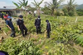 Pejabat tanah & galian wilayah persekutuan. Polis Perlis Tebang Pokok Ketum Metrotv