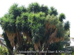 Image result for yucca gigantea en casa