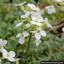 Check spelling or type a new query. Plant Identification White Flowers