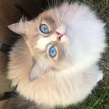 Pin On Cat Compilations