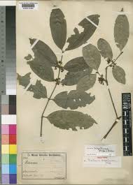 Image result for Pyrostria