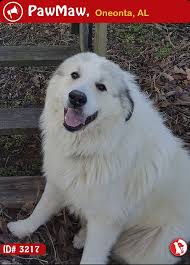 They're natural barkers, though, so apartment living isn't ideal for a great pyrenees. Let Your Nearby People Know Beba Was Lost On 01 06 2019 In 663 Lake Rd Oneonta Al Usa Dog Coloring Pets Losing A Pet