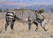 Image result
