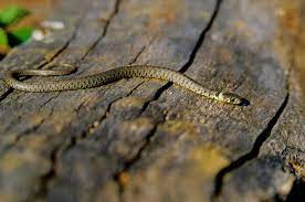 They are a dark green or brown color all over. Grass Snake Grass Snake Habits Young People S Trust For The Environment