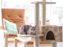 Derrière ce terme se cachent plusieurs virus et bactéries contagieux attaquant seul ou en groupe le système respiratoire du chat surtout si ce dernier n'a pas été vacciné. Coryza Du Chat Connaissez La Conseils D Un Veterinaire