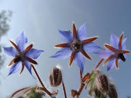 Learn which flowers thrive in which season with our seasonal flower guide. Borage Wikipedia
