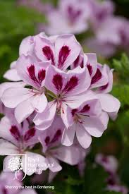 Bloomcore bloomcore is an aesthetic that is similar to cottagecore in many ways, but has more of a centralized focus on flowers and gardening in. Pelargonium Copthorne Flowers Rare Flowers Geraniums