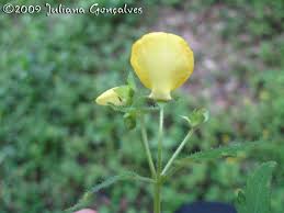 Image result for Calceolaria tripartita