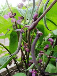 The evening menu is separate from the day menu, and is dedicated to dinner meals, starters and an array of delectable homemade desserts. Pretty Purple Podded Bush Beans Garden Betty
