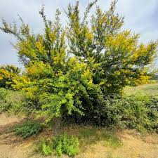 Image result for Acacia karroo