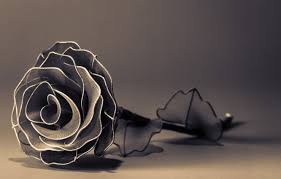 Logitech pro hd c920 picture is black screen answered. Wallpaper Flowers Background Widescreen Black And White Wallpaper Rose Petals Wallpaper Widescreen Background Full Screen Hd Wallpapers Flower Widescreen Fullscreen Artificial Images For Desktop Section Cvety Download