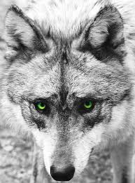 Green Eyed Wolf Wolf Love Beautiful Wolves Wild Wolf
