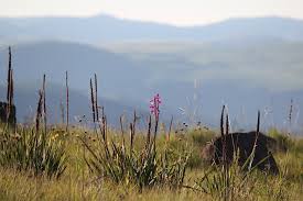 Image result for Nidorella auriculata