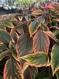 Image result for Acalypha