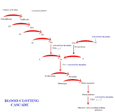 In the clotting cascade, thrombin cleaves fibrinogen to form an insoluble fibrin clot. File Blood Clotting Cascade Chem114a Jpg Wikibooks Open Books For An Open World