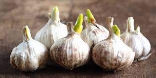 Has an onion or garlic head sprouted in your refrigerator or pantry? How To Grow Garlic In A Container Indoors