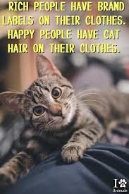 My Clothes Are Full Of Cat Hair Cats Cat Quotes Funny Cat Quotes