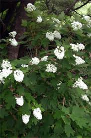 This plant is 6′ tall by 6′ wide. Plant Of The Month August 2009 Neil Sperry S Gardens