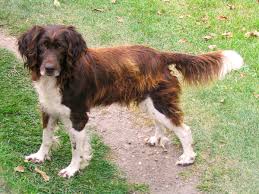 Image result for Velký münsterlandský ohař