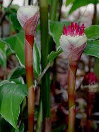 Pin On Ginger Family Zingiberaceae