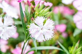 Image result for Dianthus