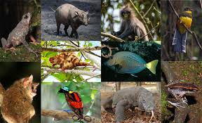 The anoa is a species of pigmy buffalo. Endemic Animals Indonesia Quiz By Slinenfest
