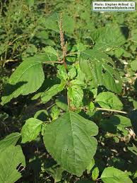 Image result for Amaranthus viridis