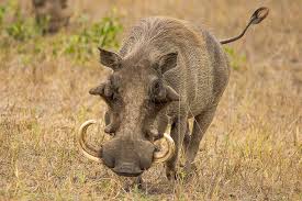 We've made an a to z list of african animals to look out for on your next trip to africa. The Ugly Five Animals Of Africa Lion World Travel