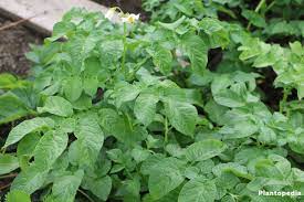 As a potato plant grows, it produces a main stem with leaves and flowers aboveground. How To Grow And Care Potatoes At Home Potato Plant Flower Plantopedia