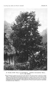 Image result for Anthephora pungens