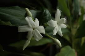 Questa pianta è conosciuta anche con il nome di fiore di luna perché sboccia di notte e i suoi fiori, bianchi o rosa e gradevolmente profumati, hanno una. I 10 Fiori Piu Profumati Del Mondo