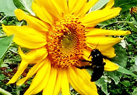 Bunga matahari adalah tipe bunga yang.senang dengan cuaca panas. Bunga Matahari Dan Manfaat Penyerbukan Bagi Kesuburan Pertanian Odesa Indonesia