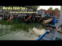 Ada beberapa spot pancing yang bisa anda gunakan untuk cara mancing kakap putih di siang hari. Mancing Kakap Putih Dapat Banyak Golectures Online Lectures