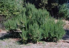 Image result for Commicarpus pilosus