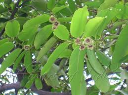Image result for Diospyros gabunensis
