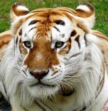 Most are light brown, getting as dark all the golden tigers alive today are descendants from the same one. Burhan On Twitter Golden Tabby Tiger Golden Tabby Rare Animals