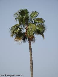 Check spelling or type a new query. Palmera Washingtonia Robusta S O S A Las Palmeras Un Dia Triste Para Mi