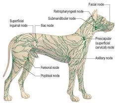 Where Dog Lymph Nodes Are Located Veterinary Medicine